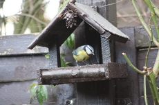 Blaumeise-Vogelhaus-63.jpg